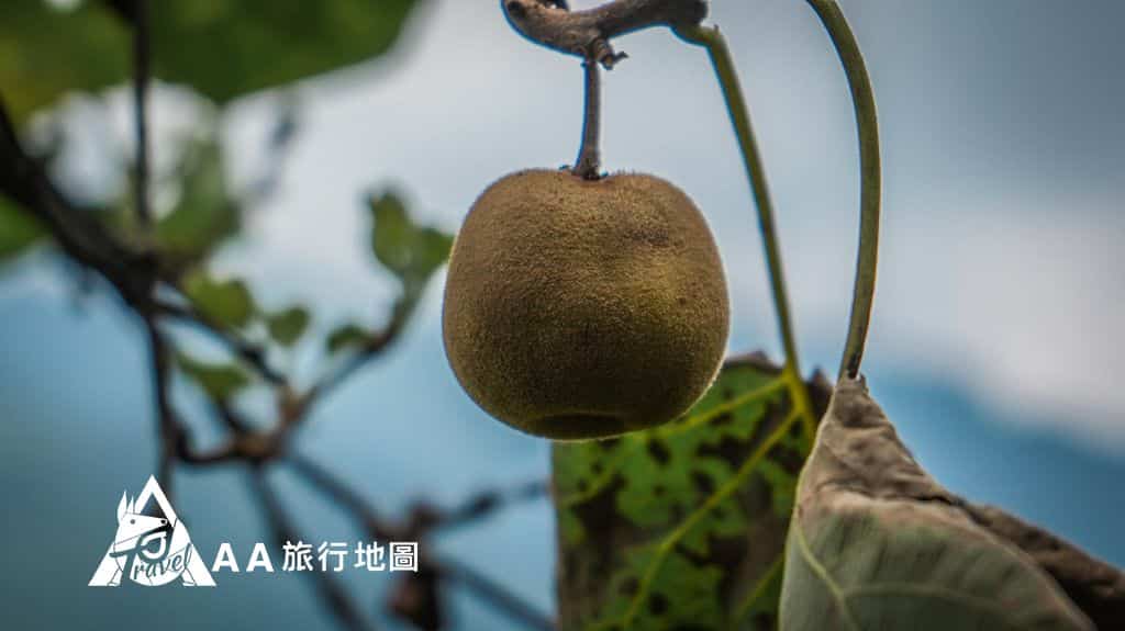 大山北月 這個是台灣種的奇異果，很小一顆但是非常的甜，採了都捨不得吃掉