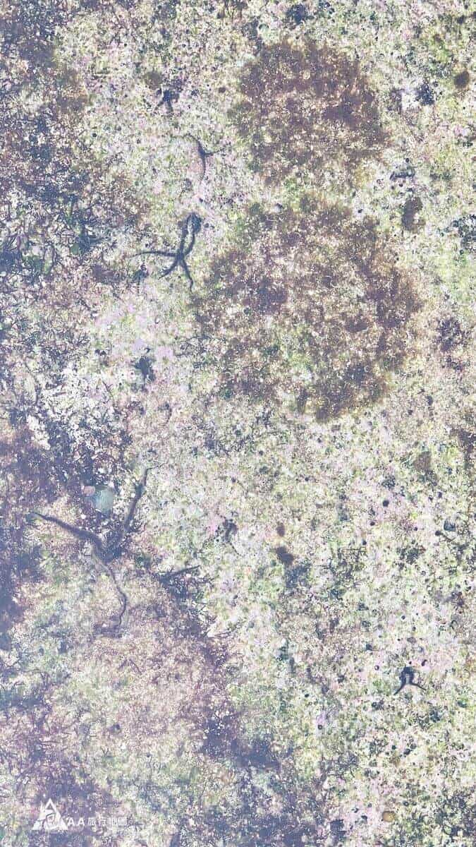 綠島大白砂海中生物